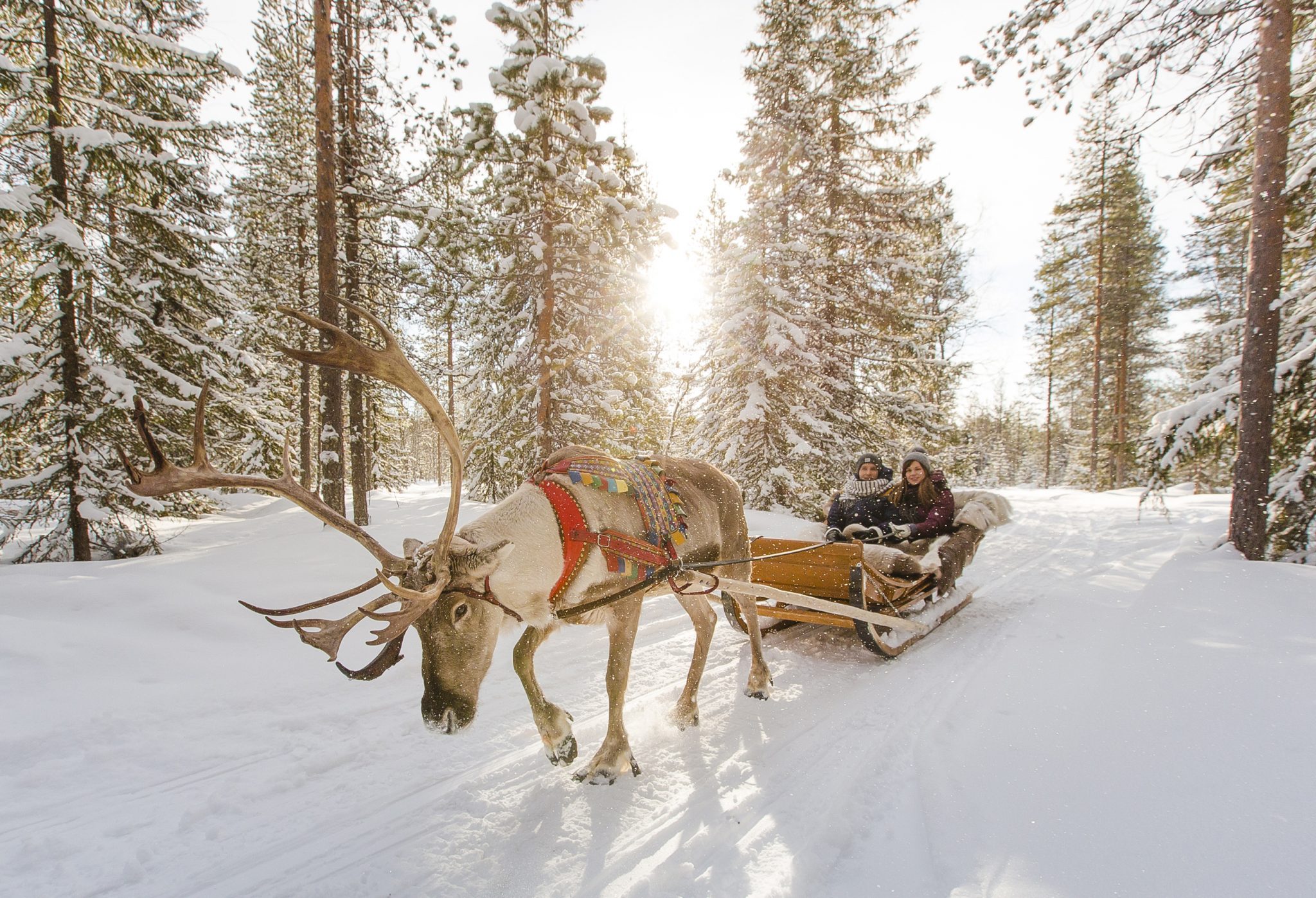 Two guests on a sleigh pulled by a reindeer in a Lapland forest