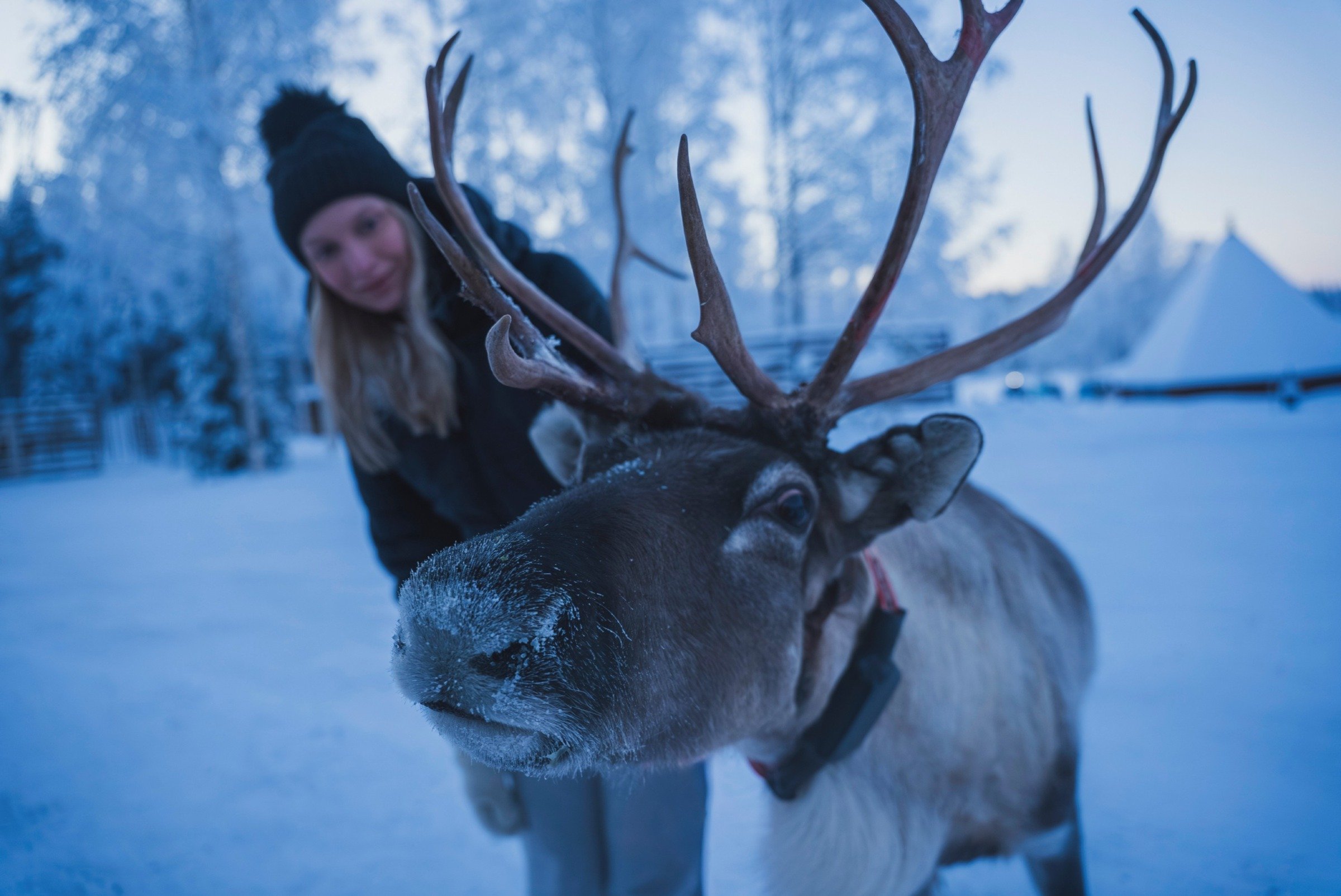 A reindeer and a visitor at a reindeer park in Rovaniemi, Finland