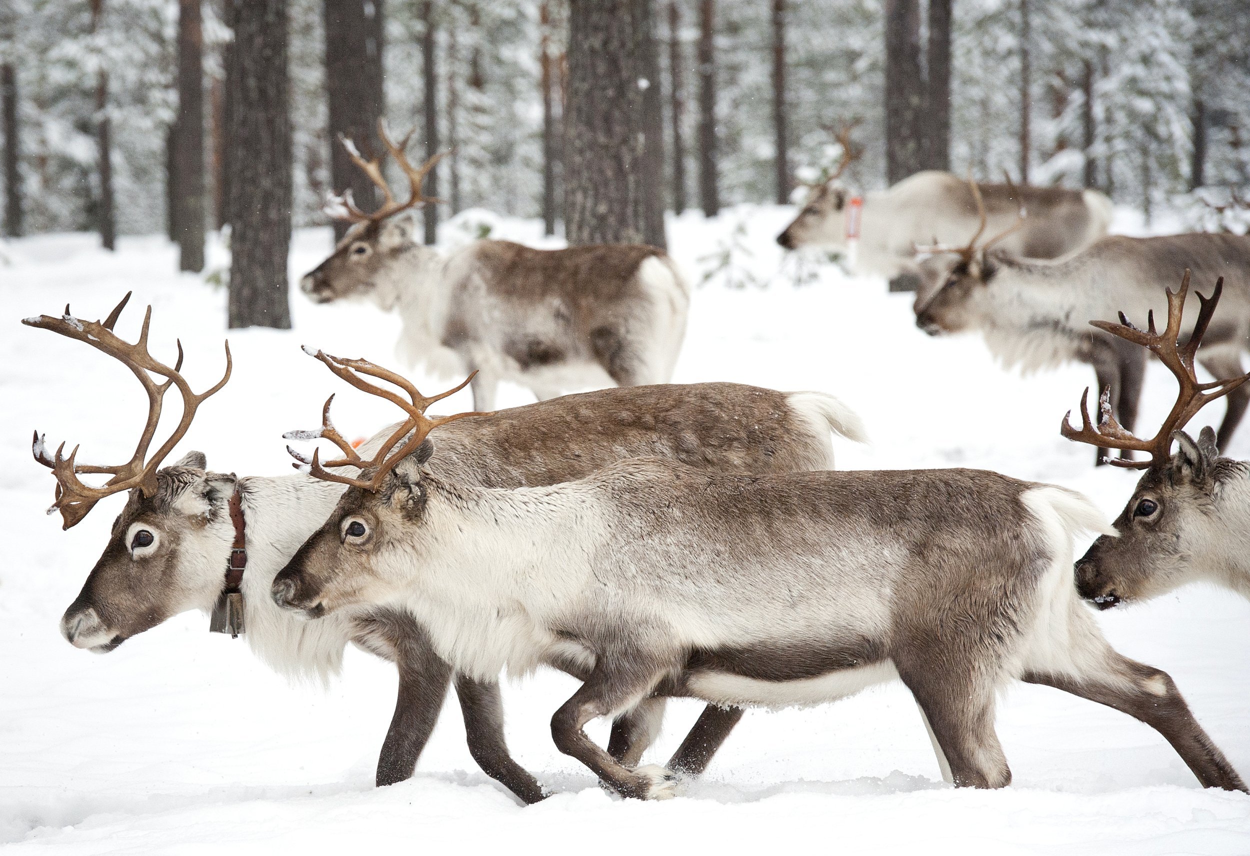 Reindeer walking through the forest in Rovaniemi, Finland
