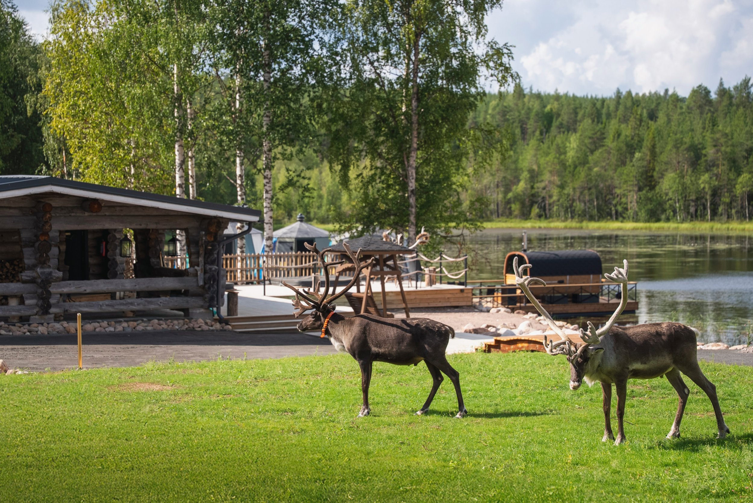 Two reindeer roaming by a lakeside resort in Lapland during summer
