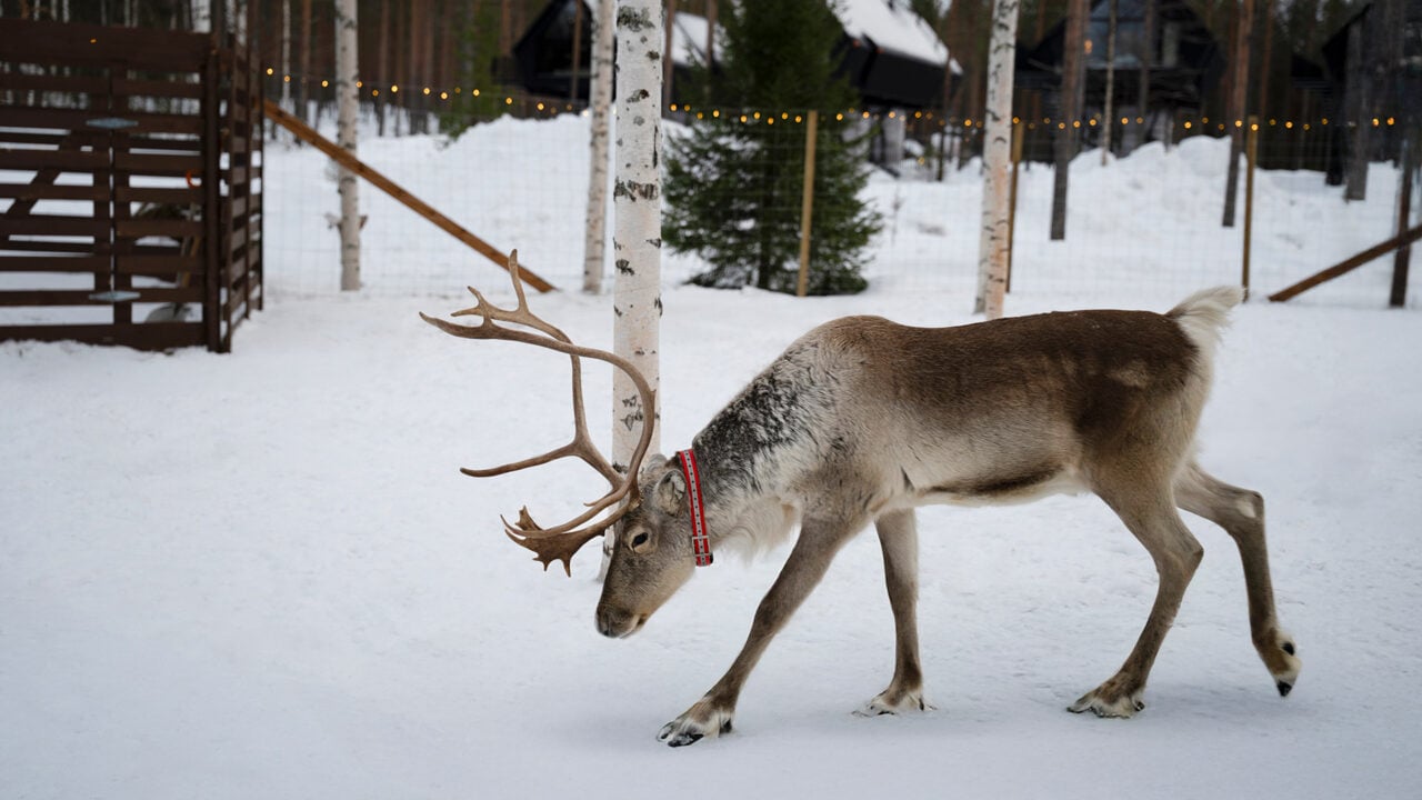 Reindeer in Lapland during Winter at Aito Resort