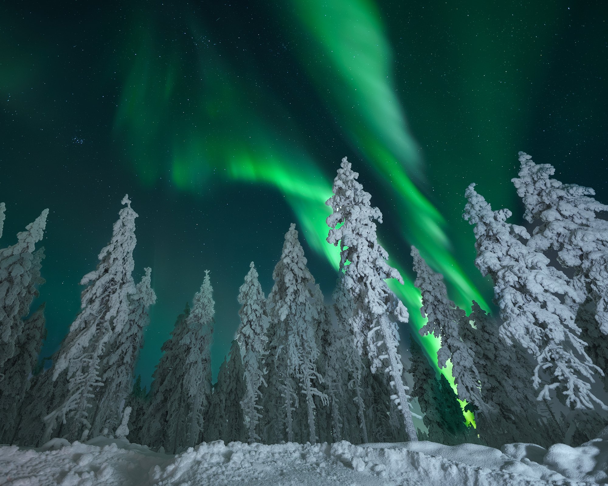 Northern Lights dancing over snow-covered trees in Rovaniemi, Finland