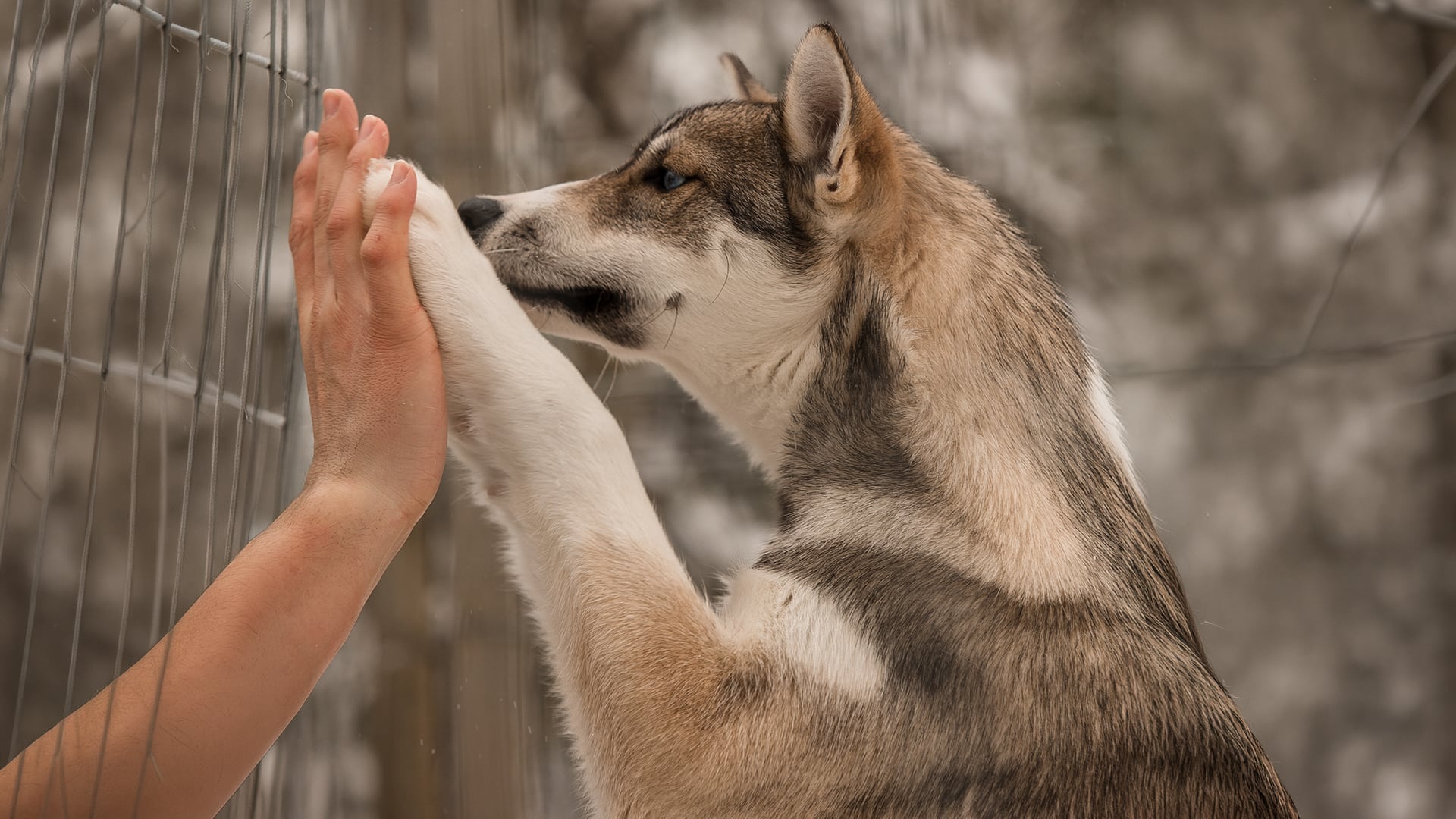 Husky hi-five